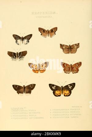 Illustrations de nouvelles espèces de papillons exotiques Pterygospidea. Banque D'Images