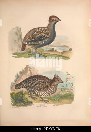 Illustrations de l'American ornithology de Alexander Wilson et Charles Lucien Bonaparte Banque D'Images