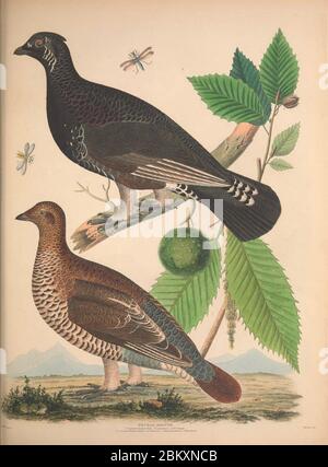 Illustrations de l'American ornithology de Alexander Wilson et Charles Lucien Bonaparte Banque D'Images
