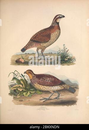 Illustrations de l'American ornithology de Alexander Wilson et Charles Lucien Bonaparte Banque D'Images