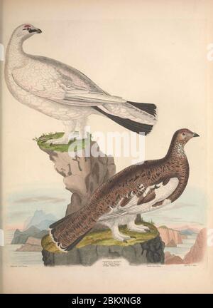 Illustrations de l'American ornithology de Alexander Wilson et Charles Lucien Bonaparte Banque D'Images