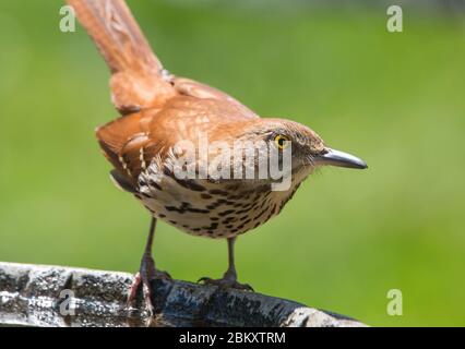 Gros plan d'un oiseau thrasher brun perché sur un bain d'oiseaux. Banque D'Images