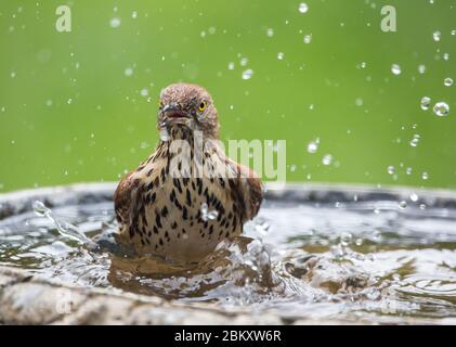 Gros plan d'un thrasher brun baignant dans un bain d'oiseau. Banque D'Images