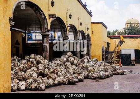 Tequila Agave dans la distillerie en attente de transformation, usine de tequila Jalisco Mexique Banque D'Images