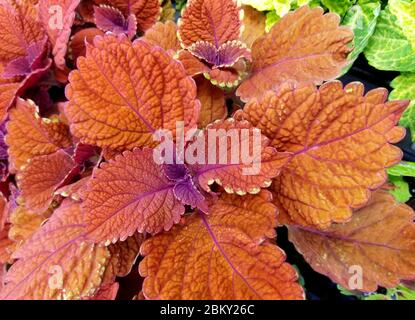 Gros plan de la belle plante tropicale de coleus rouge Banque D'Images