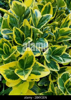 Feuilles brillantes de l'usine Aureomarginatus d'Euonymus doré Banque D'Images