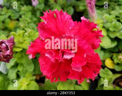 Gros plan d'une fleur pétunia de folie rose de satin double Banque D'Images