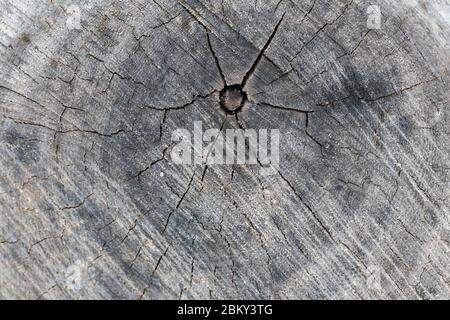 Motif en bois coupé, anneau à l'intérieur du tronc, coupe transversale de vieux arbre coupé, texture et arrière-plan. Banque D'Images