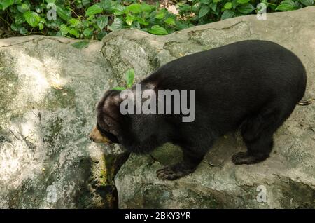 l'ours du soleil malayun est une espèce dangereuse dans la forêt, en thaïlande et il a des cheveux noirs, en u. Banque D'Images