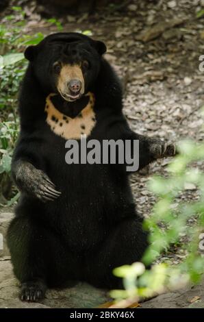 l'ours du soleil malayun est une espèce dangereuse dans la forêt, en thaïlande et il a des cheveux noirs, en u. Banque D'Images