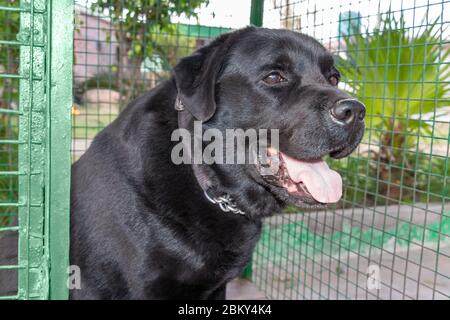 Décor Labrador noir à l'intérieur de la cage verte, abri pour chiens Banque D'Images