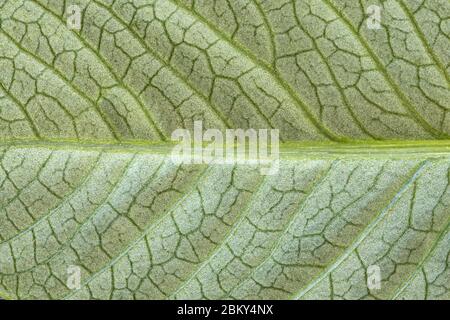 Image très détaillée de la texture des feuilles vertes, de l'arrière-plan Banque D'Images