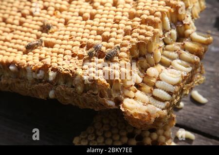 05 mai 2020, Berlin: Les abeilles sont assises sur un nid d'abeilles avec une couvée de drone coupée d'une ruche. Les apiculteurs retirent la couvée des colonies d'abeilles pour prévenir ou contenir la propagation de l'acarien redouté de Varroa. L'acarien, qui a été introduit en Asie dans les années 1970, est ovale, de 1.4 mm de large et de 1.2 mm de long et pond ses œufs dans les cellules de couvain couvertes des abeilles. Les acariens piquent les jeunes larves d'abeilles et suce le sang pour se nourrir. Les larves d'abeilles sont affaiblies par la perte de sang et sont sensibles aux virus et bactéries pathogènes. Lorsque les abeilles éclosent, les acariens quittent également la cellule de couvain et migrent vers une autre cellule. Banque D'Images