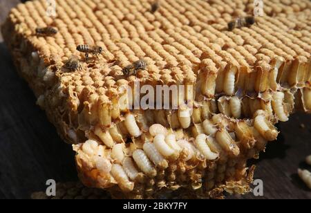 05 mai 2020, Berlin: Les abeilles sont assises sur un nid d'abeilles avec une couvée de drone coupée d'une ruche. Les apiculteurs retirent la couvée des colonies d'abeilles pour prévenir ou contenir la propagation de l'acarien redouté de Varroa. L'acarien, qui a été introduit en Asie dans les années 1970, est ovale, de 1.4 mm de large et de 1.2 mm de long et pond ses œufs dans les cellules de couvain couvertes des abeilles. Les acariens piquent les jeunes larves d'abeilles et suce le sang pour se nourrir. Les larves d'abeilles sont affaiblies par la perte de sang et sont sensibles aux virus et bactéries pathogènes. Lorsque les abeilles éclosent, les acariens quittent également la cellule de couvain et migrent vers une autre cellule. Banque D'Images