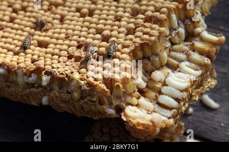 05 mai 2020, Berlin: Les abeilles sont assises sur un nid d'abeilles avec une couvée de drone coupée d'une ruche. Les apiculteurs retirent la couvée des colonies d'abeilles pour prévenir ou contenir la propagation de l'acarien redouté de Varroa. L'acarien, qui a été introduit en Asie dans les années 1970, est ovale, de 1.4 mm de large et de 1.2 mm de long et pond ses œufs dans les cellules de couvain couvertes des abeilles. Les acariens piquent les jeunes larves d'abeilles et suce le sang pour se nourrir. Les larves d'abeilles sont affaiblies par la perte de sang et sont sensibles aux virus et bactéries pathogènes. Lorsque les abeilles éclosent, les acariens quittent également la cellule de couvain et migrent vers une autre cellule. Banque D'Images