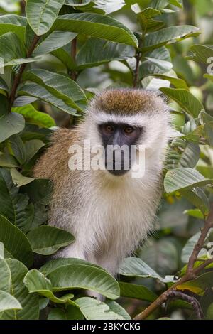 Un singe vervet mâle, dans un arbre de goyave, Karen, Nairobi, Kenya. 5 mai 2020 Banque D'Images