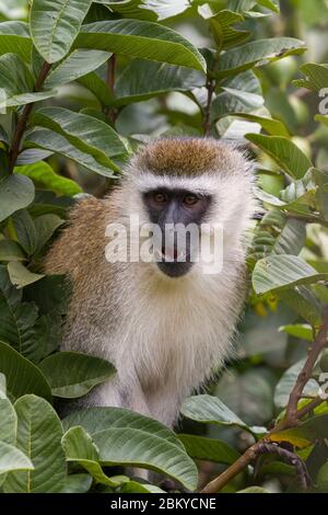 Un singe vervet mâle, dans un arbre de goyave, Karen, Nairobi, Kenya. 5 mai 2020 Banque D'Images