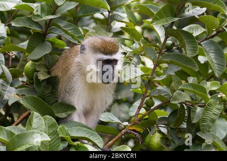 Un singe vervet mâle, dans un arbre de goyave, Karen, Nairobi, Kenya. 5 mai 2020 Banque D'Images