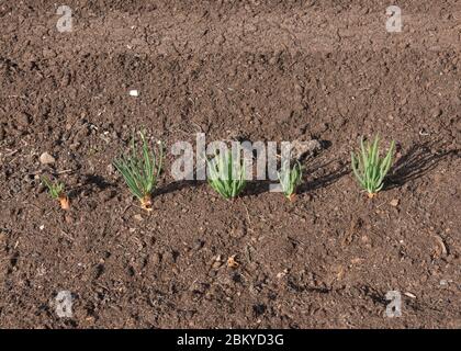 Croissance printanière des échalotes biologiques cultivées à domicile (Allium cesp 'Longor') croissant dans un lit surélevé sur un allotement dans un jardin de légumes dans le Devon rural Banque D'Images