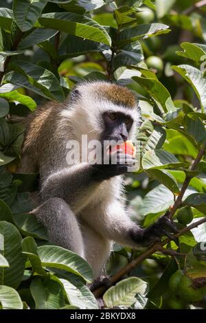 Un singe vervet mâle, dans un arbre de goyave mangeant une goyave, Karen, Nairobi, Kenya. 5 mai 2020 Banque D'Images