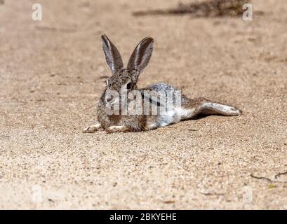 Lapin à queue de cotonnelle (Sylvilagus) dans le sanctuaire de la vie sauvage de Sepulveda, Californie, États-Unis Banque D'Images