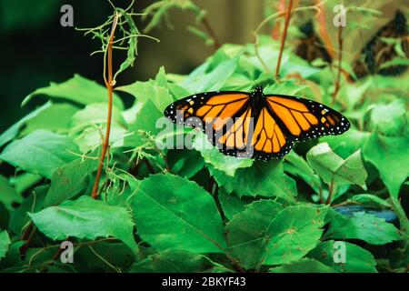 Monarque papillon à Michoacan Mexique monarca mexicain Banque D'Images