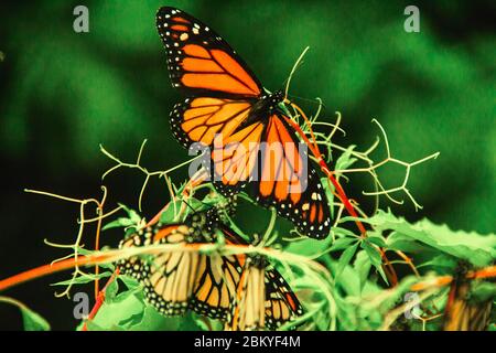 Monarque papillon à Michoacan Mexique monarca mexicain Banque D'Images