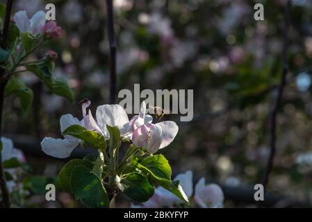 L'abeille débarque sur la fleur de pomme rose. Banque D'Images