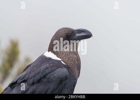 Corbeau à bec épais, Corvus crassirostris, Parc national de Mgahinga, Ouganda Banque D'Images