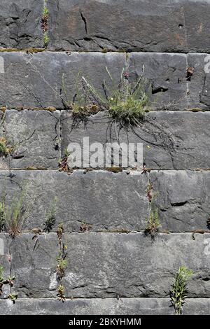 Mur de briques gris patiné avec de petites plantes vertes qui en poussent. Concept de persistance, de survie et de bonheur. Soleil le jour du printemps. Banque D'Images