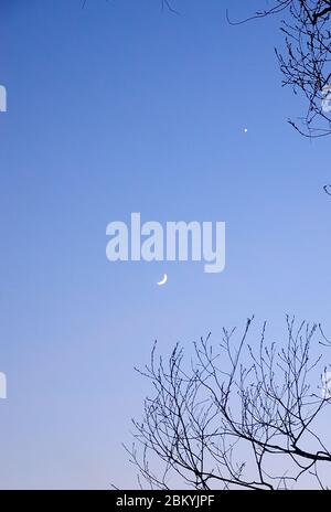 Le disque de la lune et une étoile solitaire sur un ciel sombre de coucher de soleil, un regard à travers les branches des arbres. Gros plan. Banque D'Images