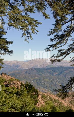 Forêt de sapins espagnols (Abies pinsapo) en Sierra Bermeja, Estepona. Espagne Banque D'Images