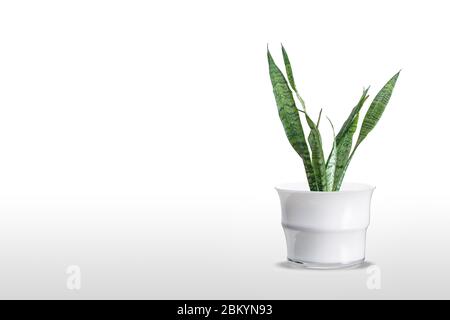 Belle plante sansevieria en pot sur table blanche Banque D'Images