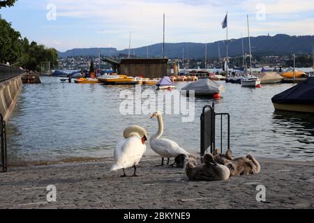 Famille Swan photographiée pendant une soirée ensoleillée à Zurich Suisse, juillet 2018. Il y a deux cygnes adultes, plusieurs cygnes pour bébés, des bateaux, de l'eau de rivière. Banque D'Images