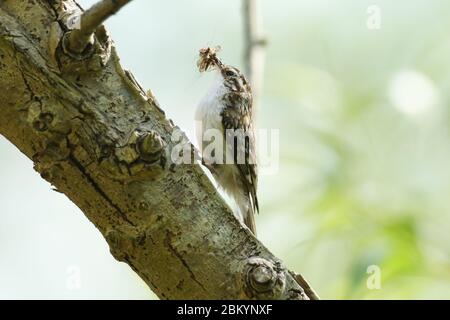 Un beau Treecreeper, Certhia familiaris, qui perche sur le côté d'un arbre avec un bec plein d'insectes qu'il va nourrir à ses bébés. Banque D'Images