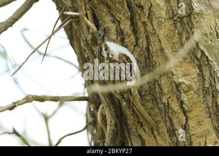 Un beau Treecreeper, Certhia familiaris, qui perche sur le côté d'un arbre avec un bec plein d'insectes qu'il va nourrir à ses bébés. Banque D'Images