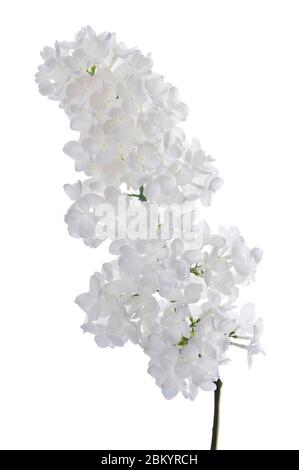 Branche de lilas blanc sur blanc. Bouquet de fleurs de lilas fraîches et fleuries isolées sur fond blanc. Prise de vue en studio. Banque D'Images