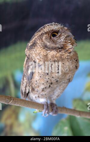 Un jeune petit hibou à longues oreilles assis sur une branche regardant la caméra. Adorable ASIO Otus. Un gros plan d'un jeune hibou debout sur une branche d'arbre sous le Banque D'Images