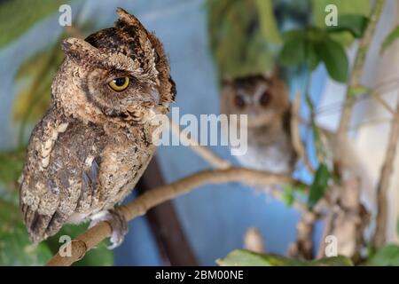 Portrait de deux chouettes jeunes aigles. Deux chouettes sont assises sur une branche de l'arbre. Chouette surprise à longues oreilles, poussins reposant sur une branche dans la nat de printemps Banque D'Images