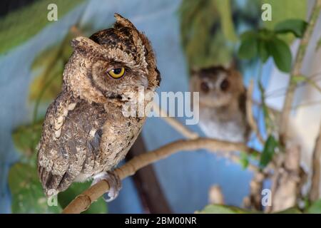 Portrait de deux chouettes jeunes aigles. Deux chouettes sont assises sur une branche de l'arbre. Chouette surprise à longues oreilles, poussins reposant sur une branche dans la nat de printemps Banque D'Images