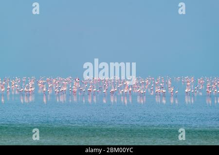 Oiseaux roses flamants au lac de sel de Sambhar au Rajasthan. Inde Banque D'Images