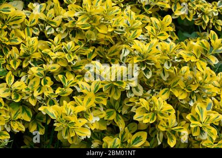 Euonymus fortunei Émeraude et Or nain variégated buisson vert-vert-vert Banque D'Images