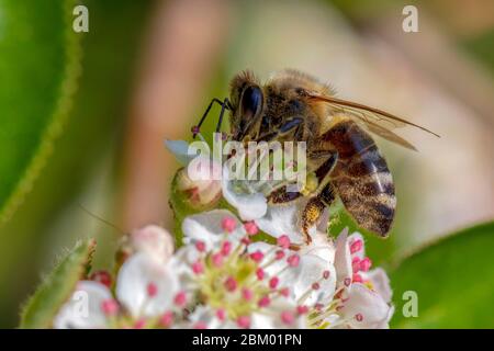Gros plan sur l'abeille sur une fleur Aronia fleurs au printemps matin. Banque D'Images