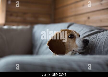 Beagle couché sur un canapé. Banque D'Images