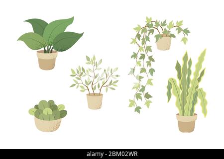 Fleurs et plantes en pots isolés sur blanc. Set avec pots de fleurs Illustration de Vecteur