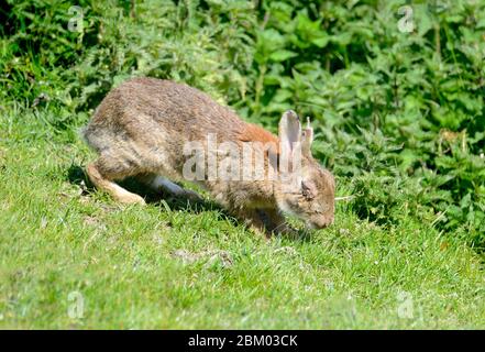 Lapin européen (Oryctolagus cuniculus) présentant des symptômes de Myxomatose. Mai 2020, Kent, Royaume-Uni. Banque D'Images