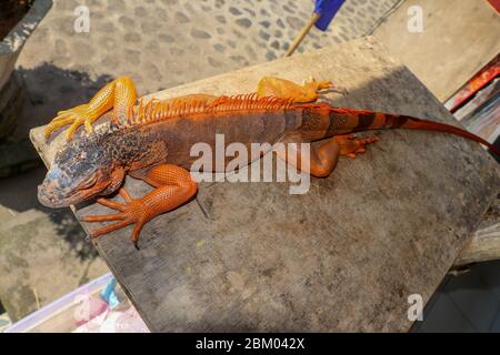 Vue de dessus d'une grande Iguana rouge qui se couche sous les rayons du soleil. Portrait en gros plan de curieux reptile d'Iguana sur panneau en bois. Iguana mâle développant un Banque D'Images