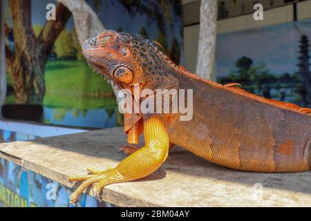Vue latérale portrait iguana rouge sur le bois. Concentrez-vous sur la tête et l'avant du corps avec les jambes. Gros plan, face de l'iguane rouge. Iguana Red est un genre de herbi Banque D'Images