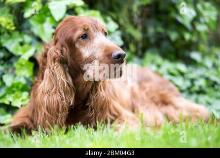 Un vieux Setter irlandais mignon couché dans l'herbe Banque D'Images