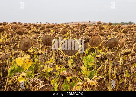 Champ de tournesols matures et séchés prêts à la récolte dans la région de Sredna Gora en Bulgarie Banque D'Images